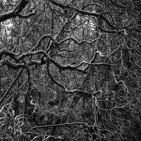 Photographie, Selva Oscura Macizo Colombiano, Pigment Prints, Miguel Winograd