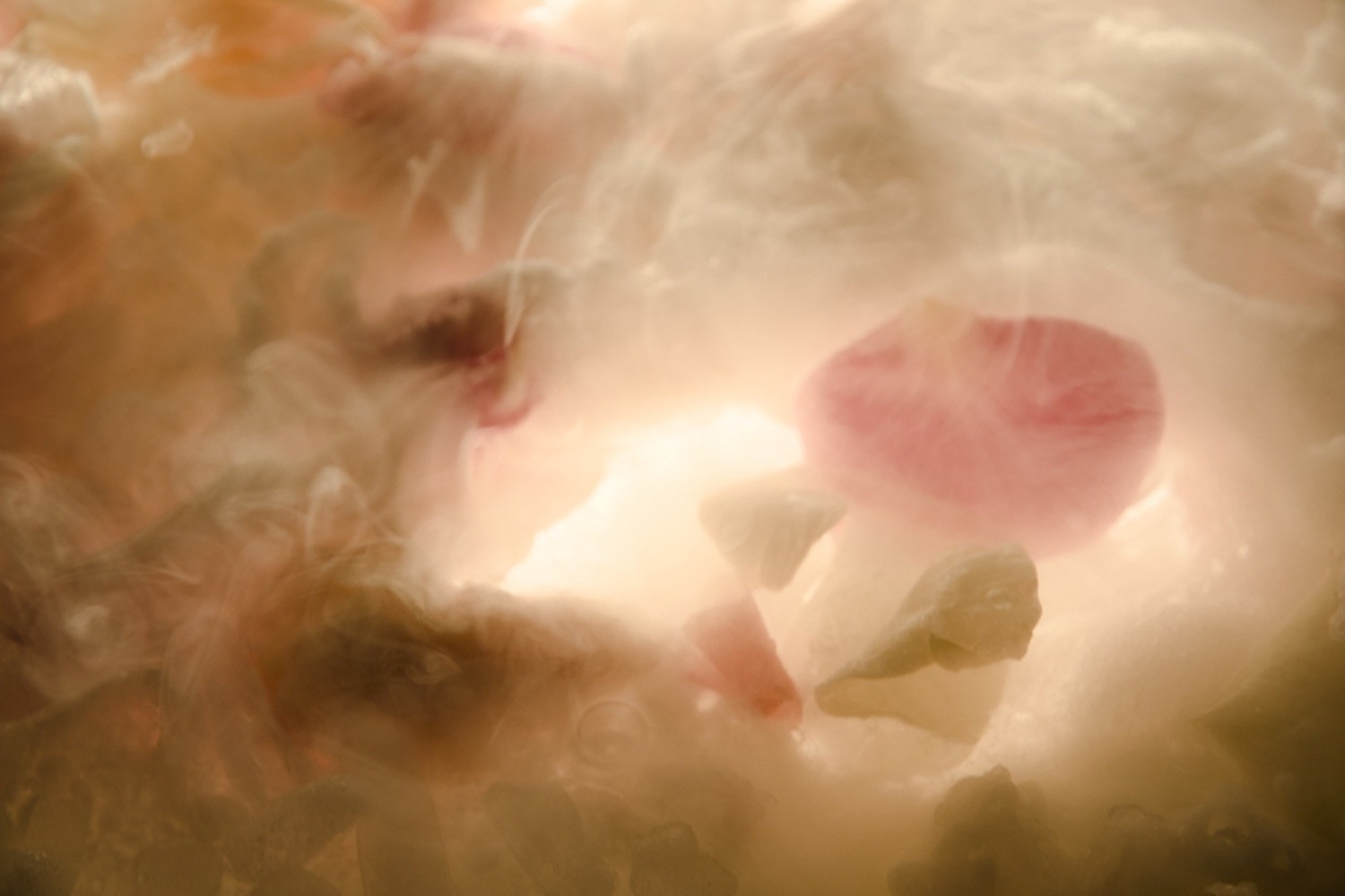 Anne Colson, Méditation sur la beauté n°2 : Le pourquoi de la rose Anne Colson, Méditation sur la beauté n°2 : Le pourquoi de la rose