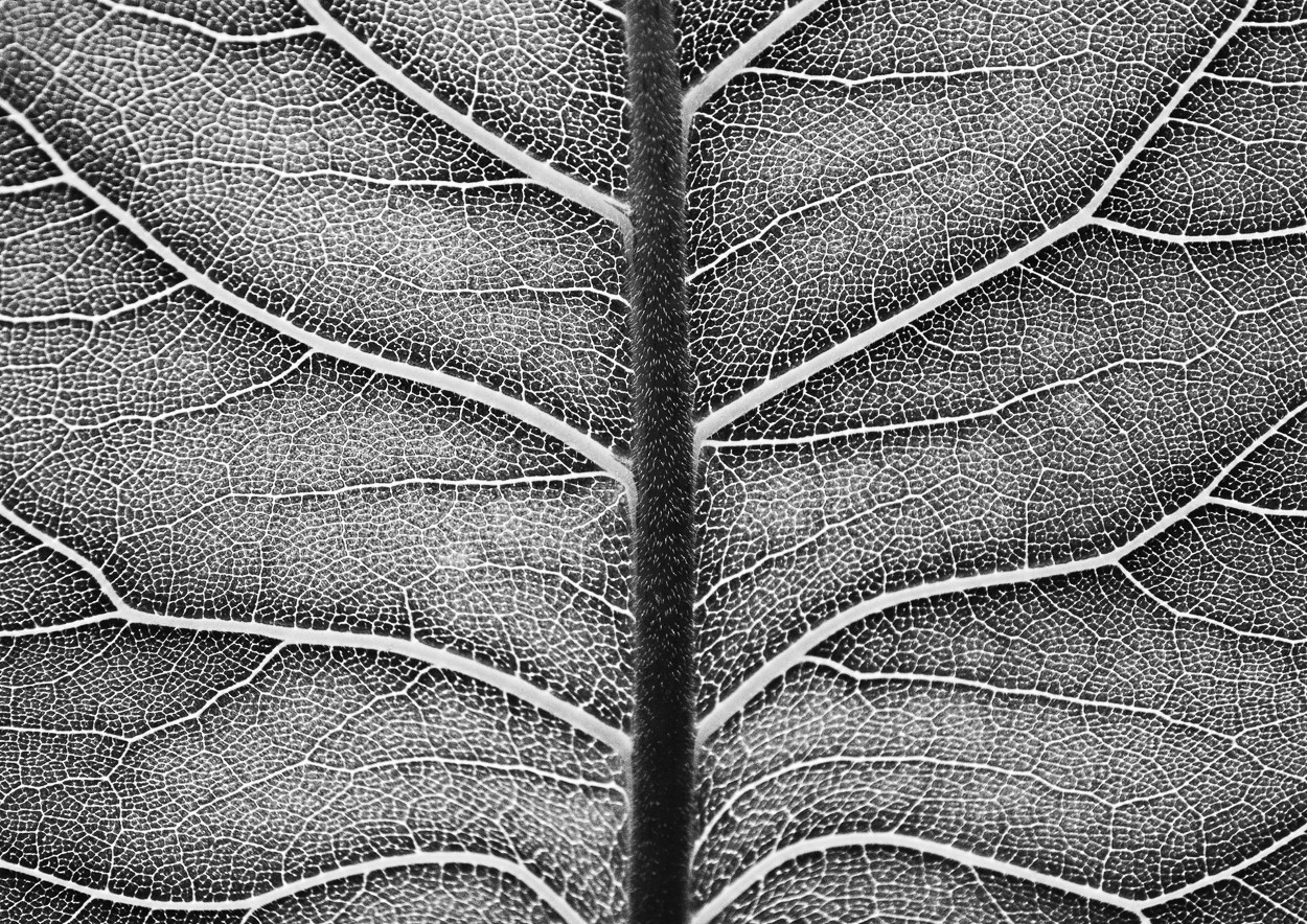 Charles Brabin, Leaf Veins III Charles Brabin, Leaf Veins III