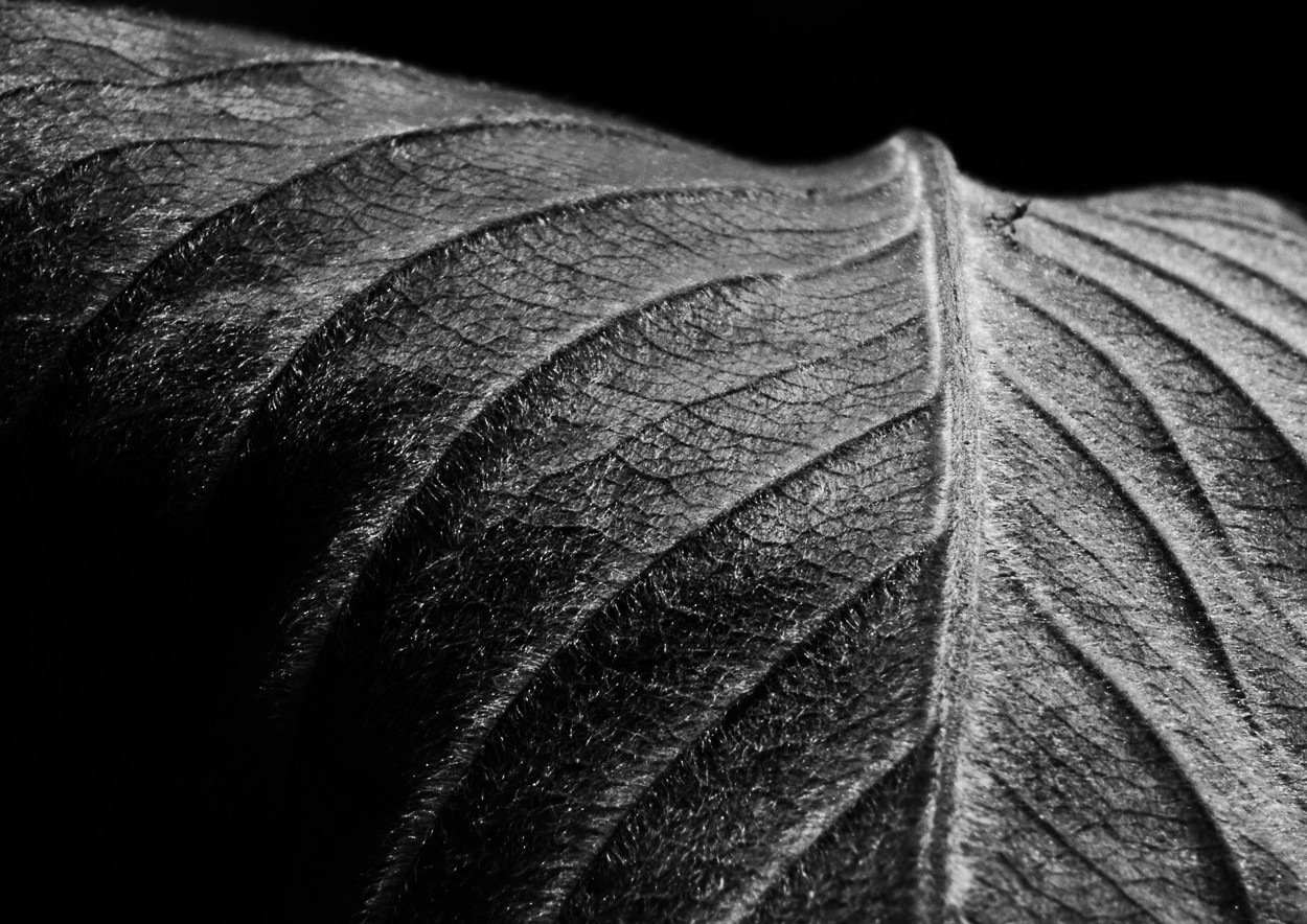Charles Brabin, Leaf Veins Vi Charles Brabin, Leaf Veins Vi