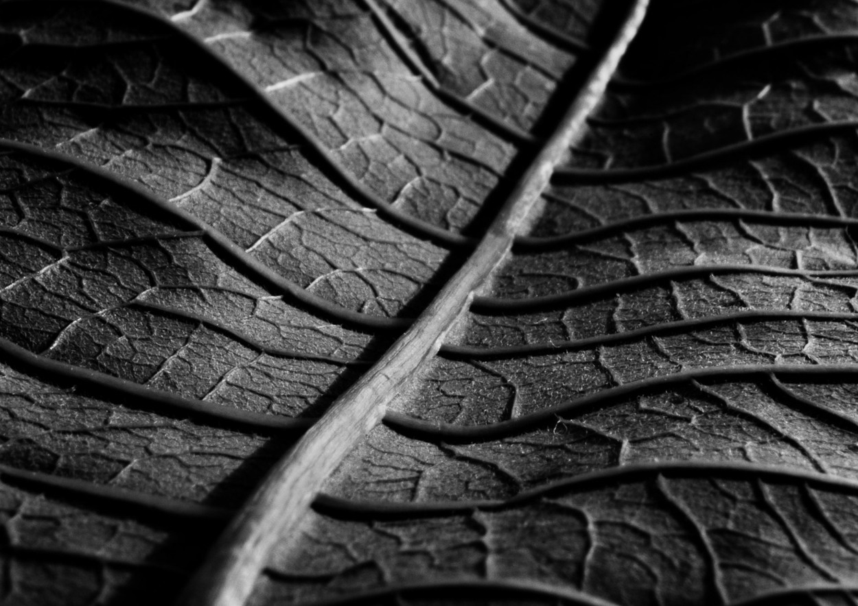 Charles Brabin, Leaf Veins I Charles Brabin, Leaf Veins I