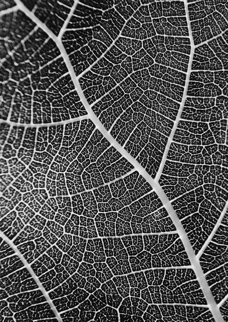 Charles Brabin, Leaf Veins II Charles Brabin, Leaf Veins II