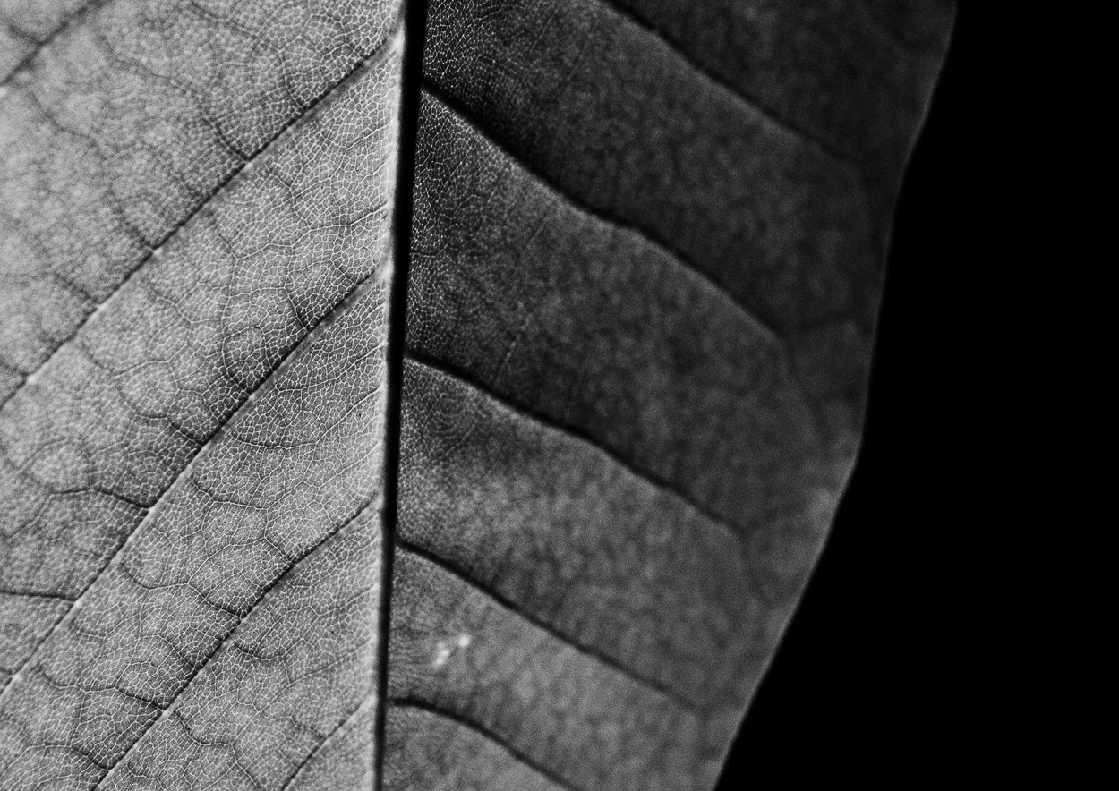 Charles Brabin, Leaf Veins iV Charles Brabin, Leaf Veins iV