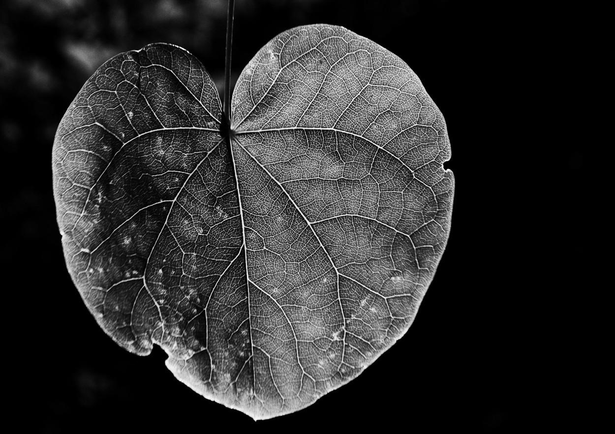 Charles Brabin, Leaf Veins V Charles Brabin, Leaf Veins V