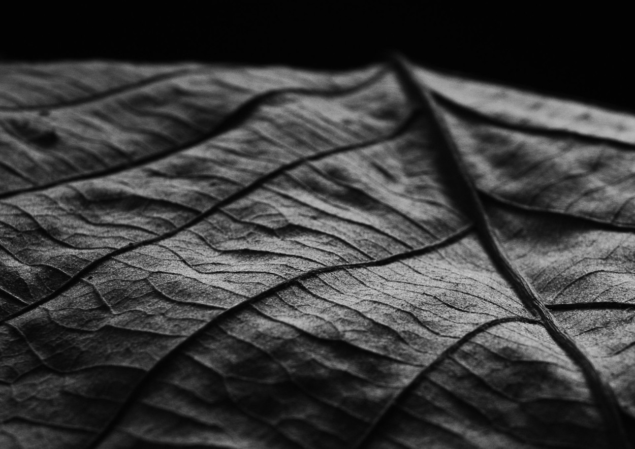 Charles Brabin, Leaf Veins VII Charles Brabin, Leaf Veins VII