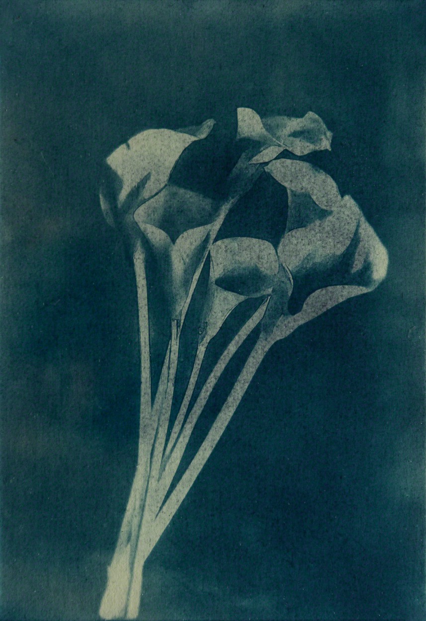 Javier Molina, Calla Lily Javier Molina, Calla Lily