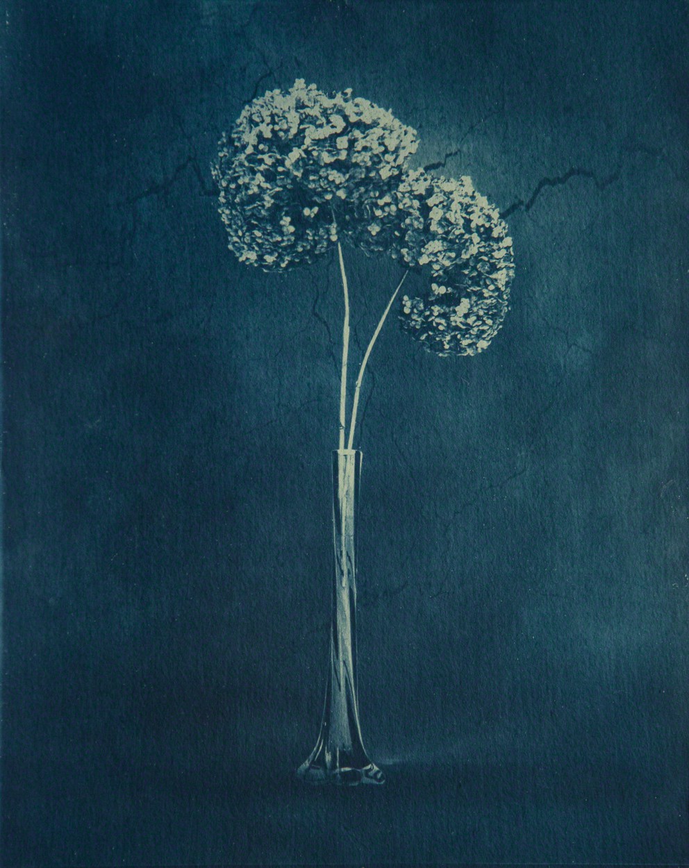Javier Molina, Hydrangea Javier Molina, Hydrangea