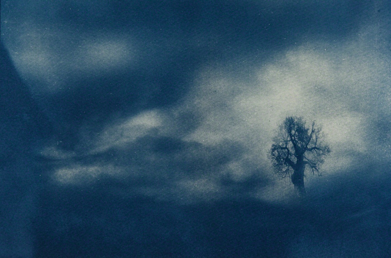 Javier Molina, Oak Tree Javier Molina, Oak Tree