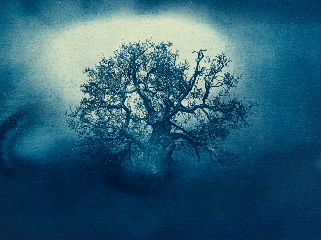 Javier Molina, Oak Tree Javier Molina, Oak Tree