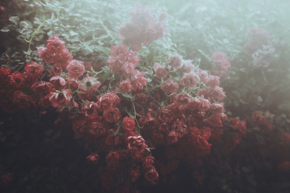 Laura Makabresku, The Garden of Wounds (Le Jardin des Blessures) Laura Makabresku, The Garden of Wounds (Le Jardin des Blessures)