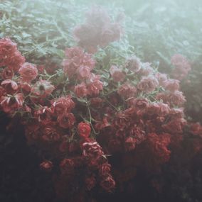 Photographie, The Garden of Wounds (Le Jardin des Blessures), Laura Makabresku