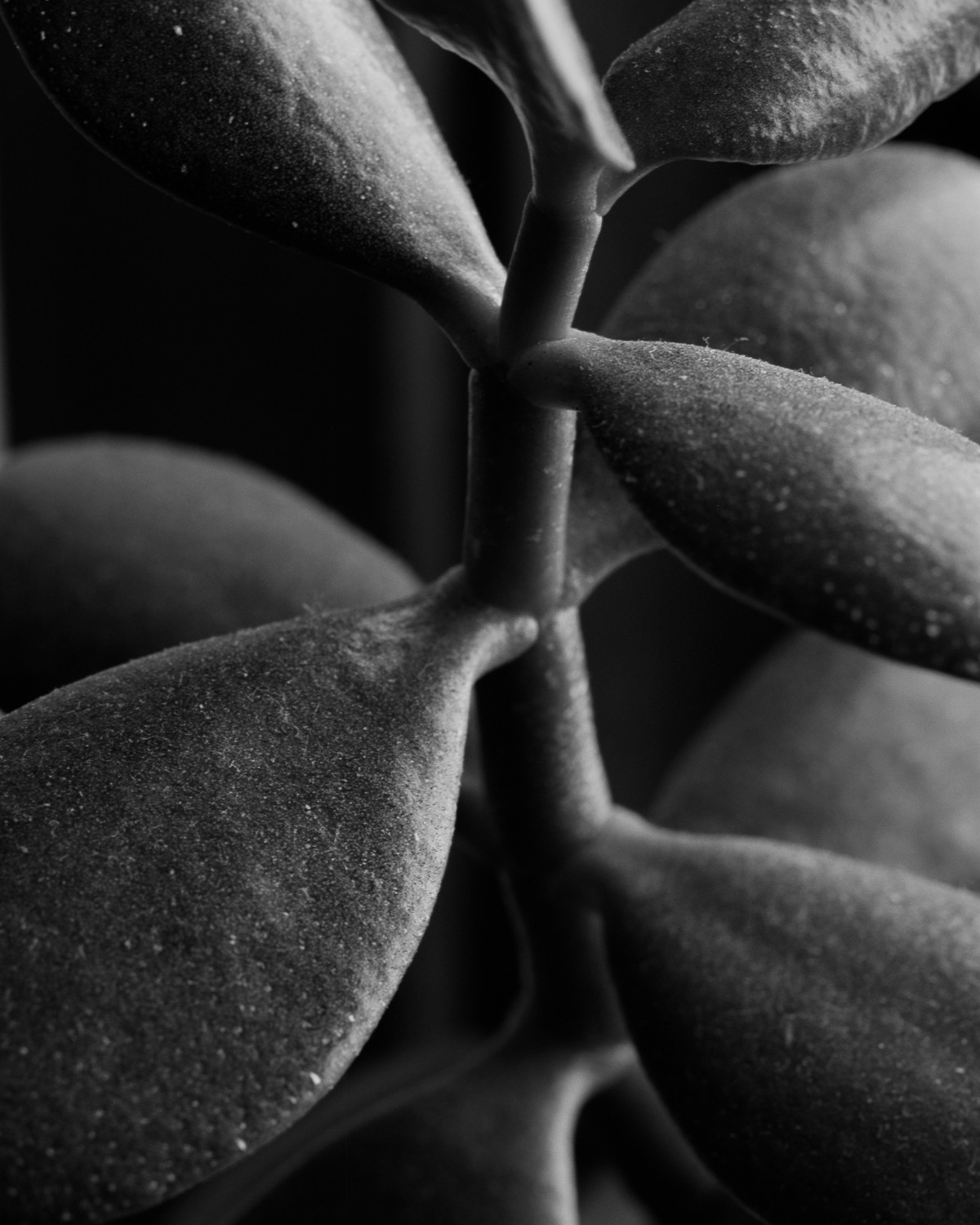 Miguel Winograd, Jade Crassula Ovata, Pigment Print photograph Miguel Winograd, Jade Crassula Ovata, Pigment Print photograph