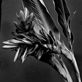 Fotografía, Ginger Alpinia purpurata, Pigment Prints, Miguel Winograd