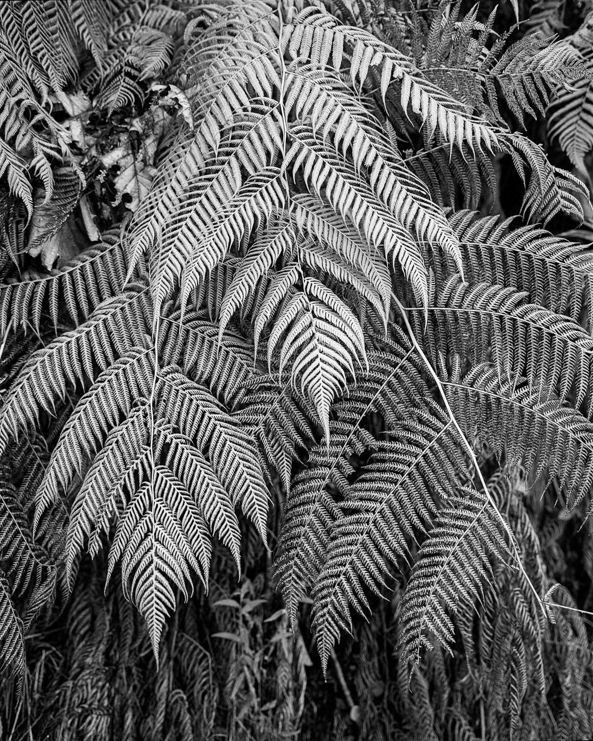 Miguel Winograd, Helechos Jardines de Sucumbíos, Pigment Prints Miguel Winograd, Helechos Jardines de Sucumbíos, Pigment Prints