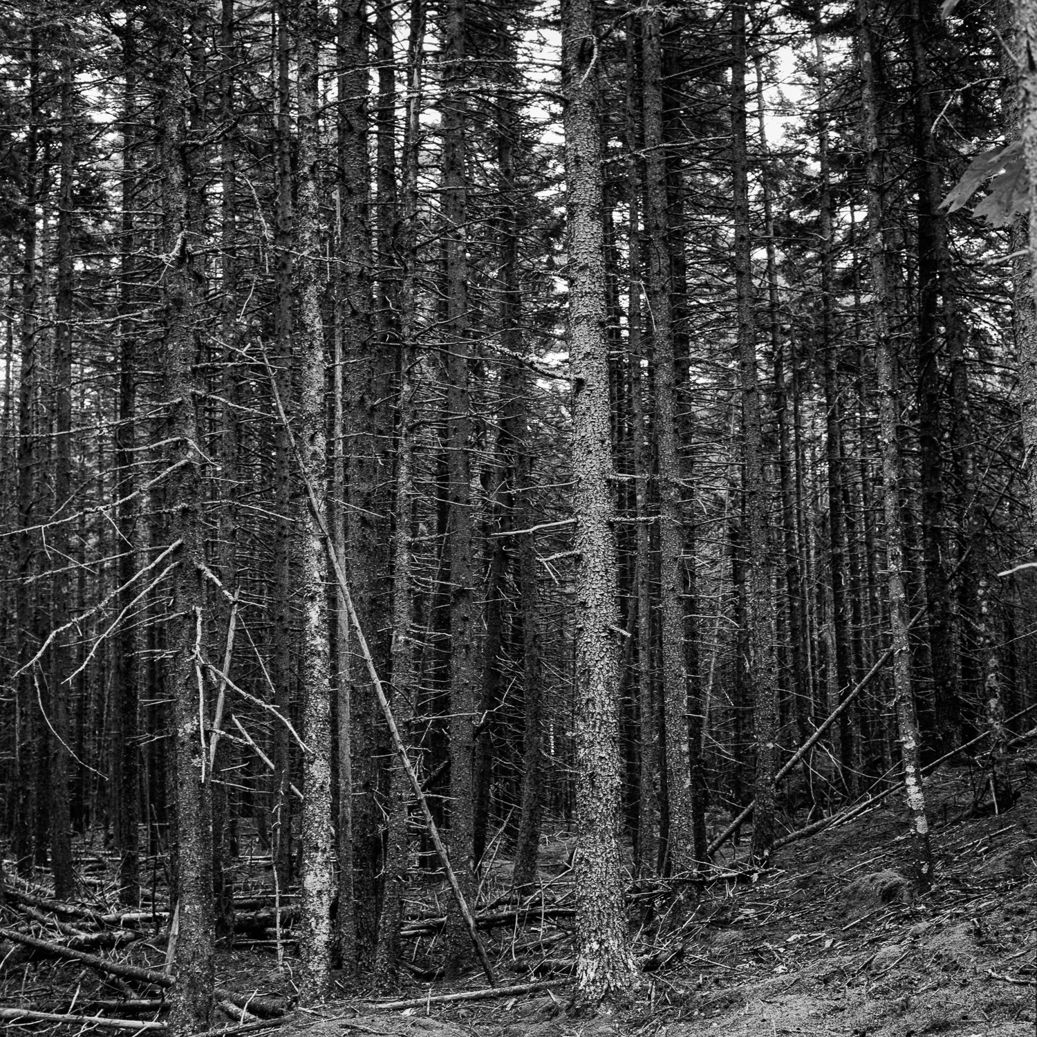 Miguel Winograd, Deer Isle, Pigment Prints Miguel Winograd, Deer Isle, Pigment Prints