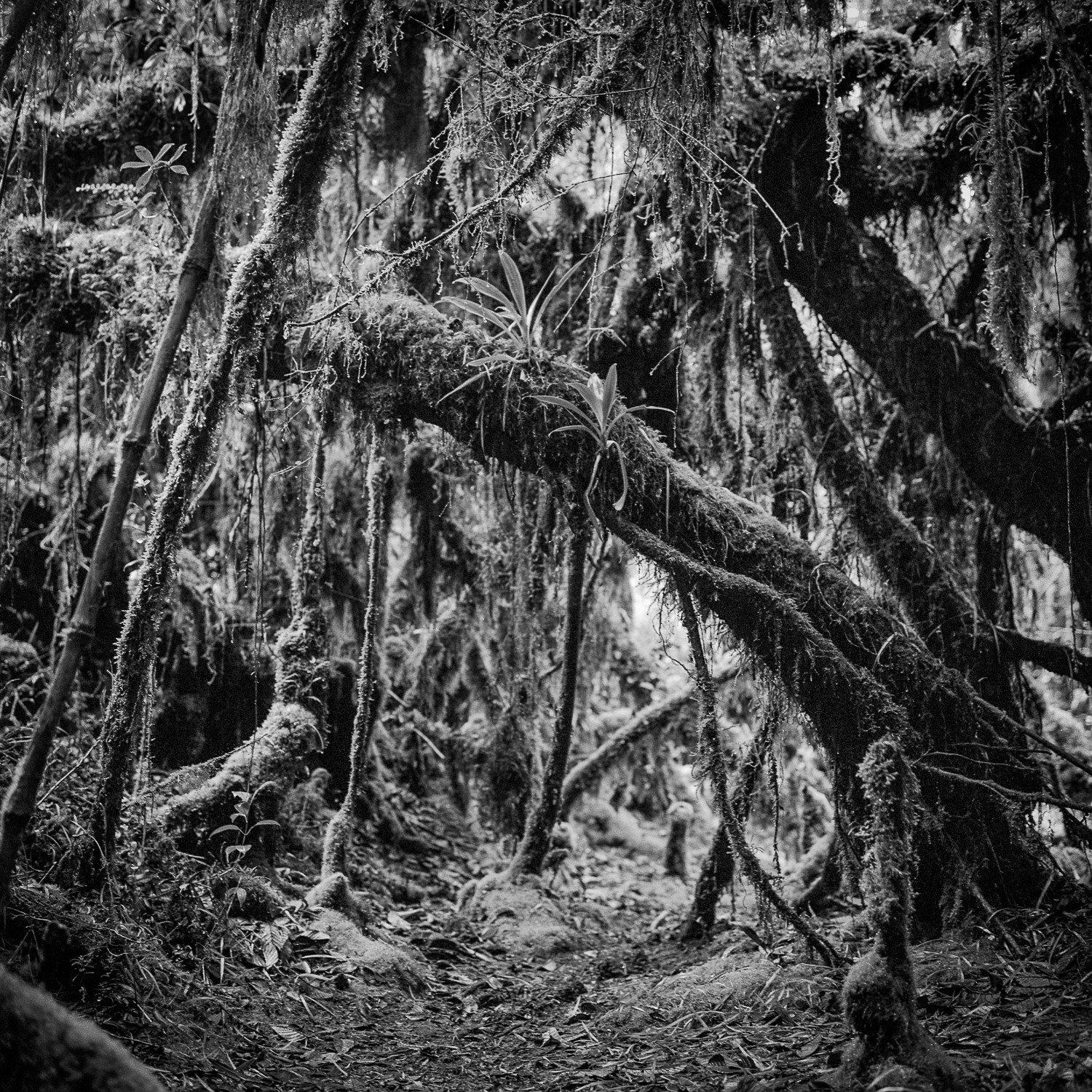 Miguel Winograd, Bosque Chingaza, Landscape Pigment Print photograph Miguel Winograd, Bosque Chingaza, Landscape Pigment Print photograph