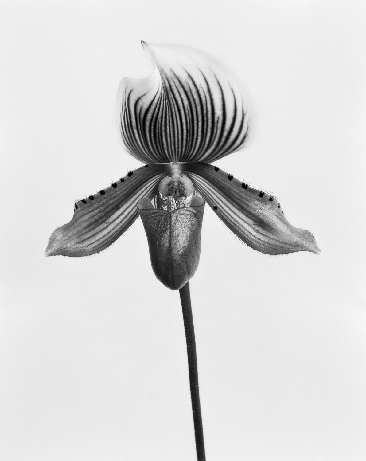 Miguel Winograd, Orquídea Paphiopedilum Callosum, Pigment Prints Miguel Winograd, Orquídea Paphiopedilum Callosum, Pigment Prints