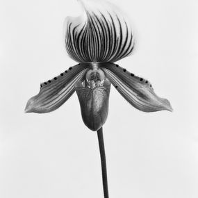 Fotografía, Orquídea Paphiopedilum Callosum, Pigment Prints, Miguel Winograd