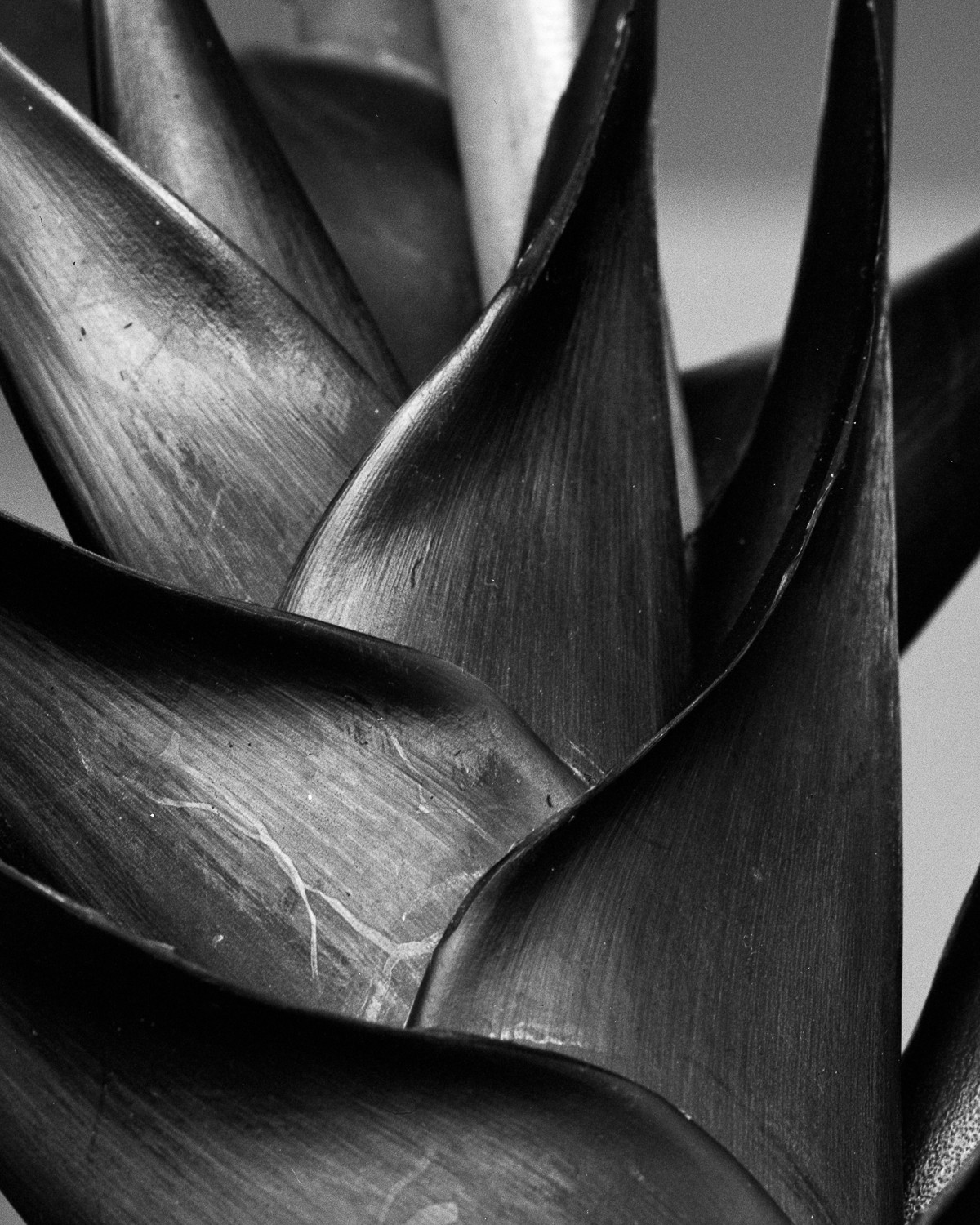Miguel Winograd, Heliconia bihai, Plant. Pigment Print photograph Miguel Winograd, Heliconia bihai, Plant. Pigment Print photograph