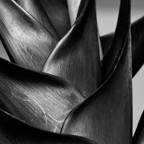 Fotografien, Heliconia bihai, Plant. Pigment Print photograph, Miguel Winograd