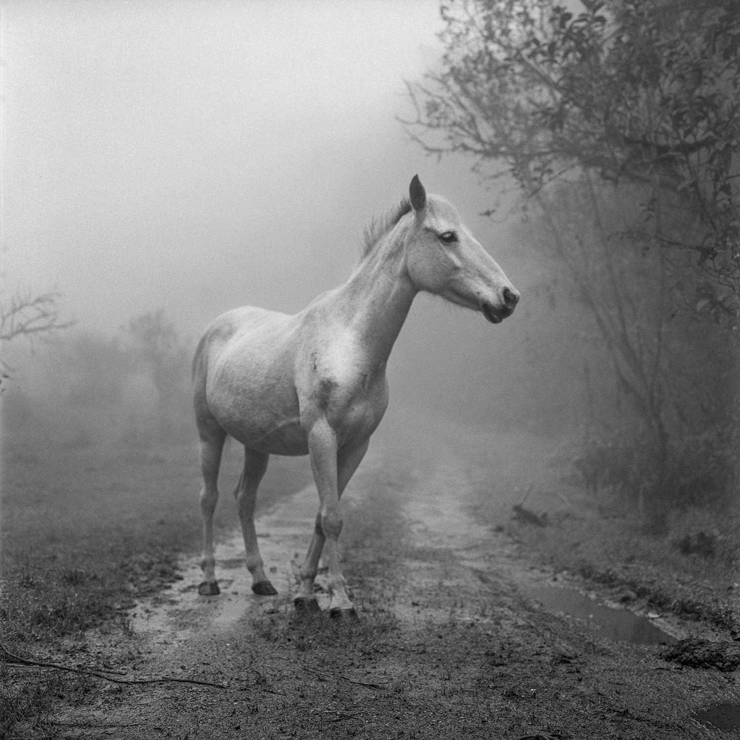 Miguel Winograd, Caballo el Palmar, Pigment Prints Miguel Winograd, Caballo el Palmar, Pigment Prints