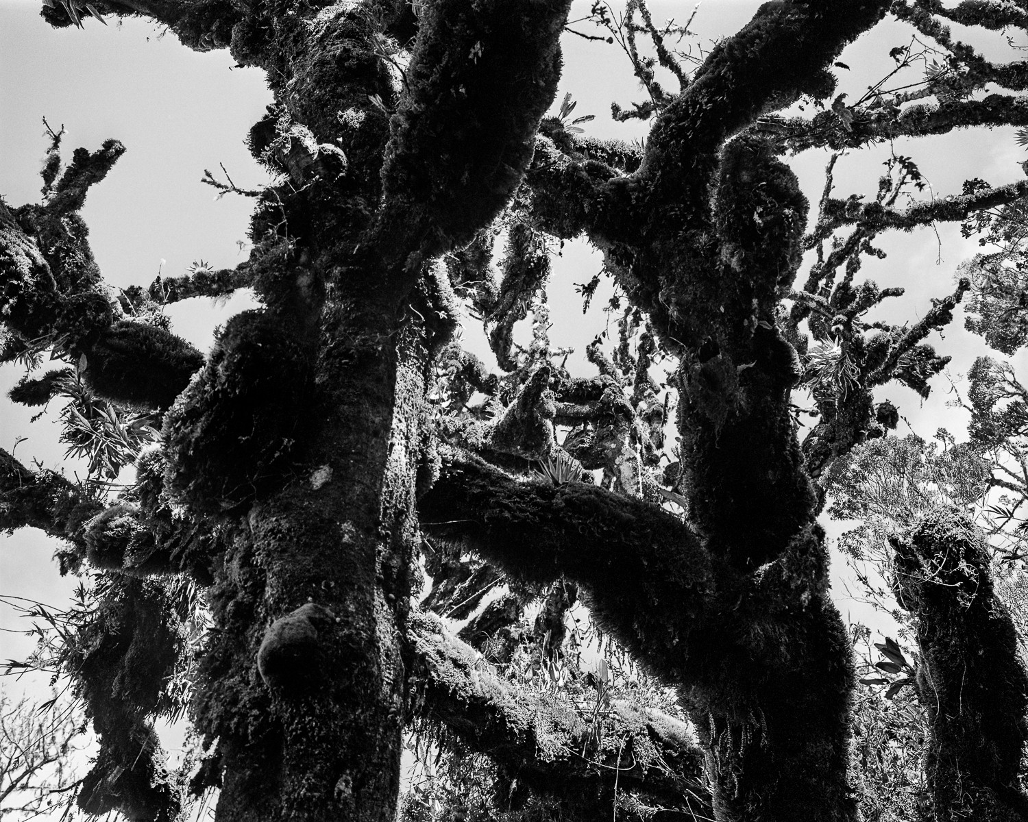 Miguel Winograd, Selva oscura II – Macizo, Pigment Prints Miguel Winograd, Selva oscura II – Macizo, Pigment Prints