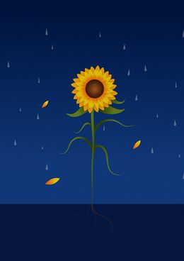Édition, Sunflower, Romina Animor Lazzaro