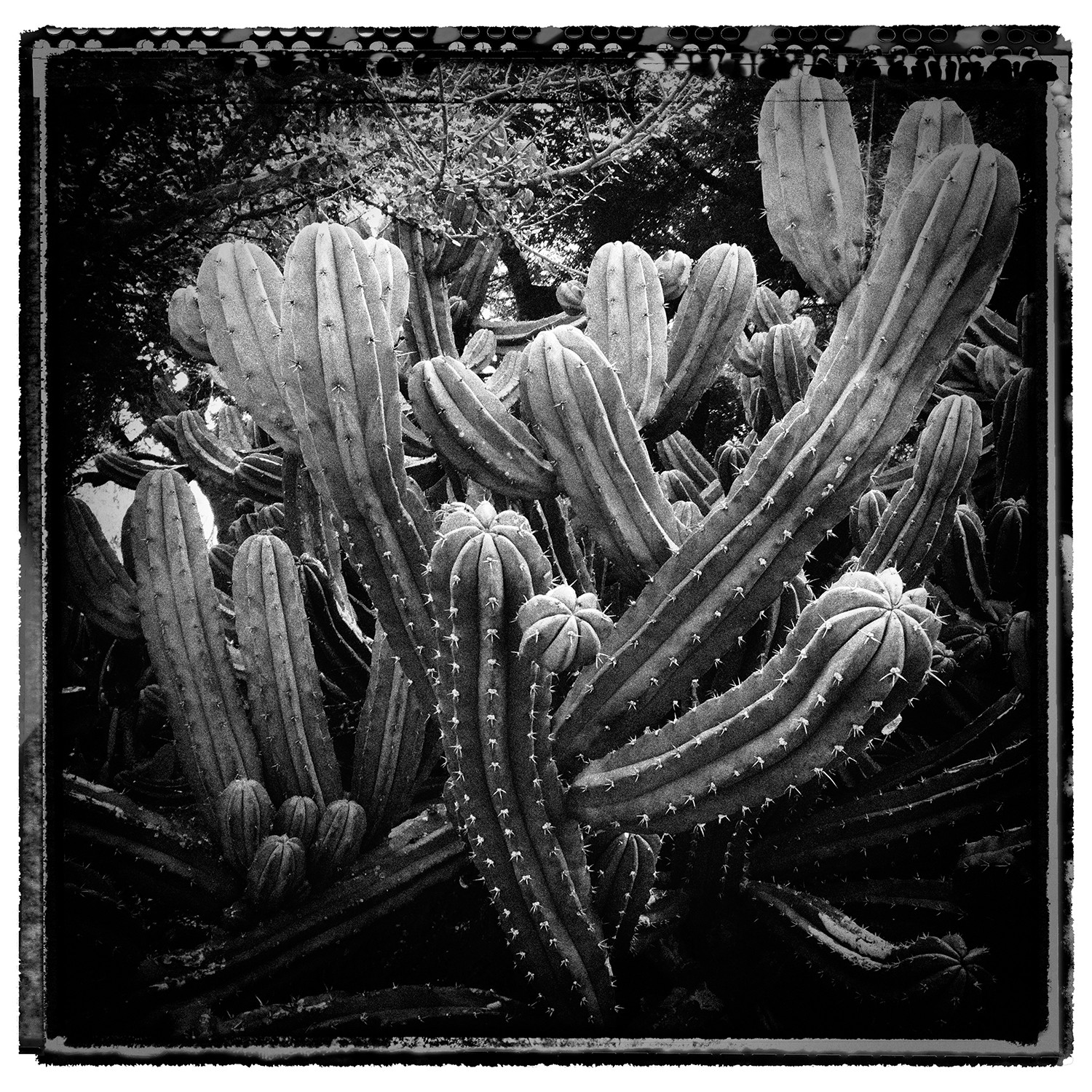 Heike Bohnstengel, Cactus, LA Heike Bohnstengel, Cactus, LA