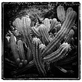 Photography, Cactus, LA, Heike Bohnstengel