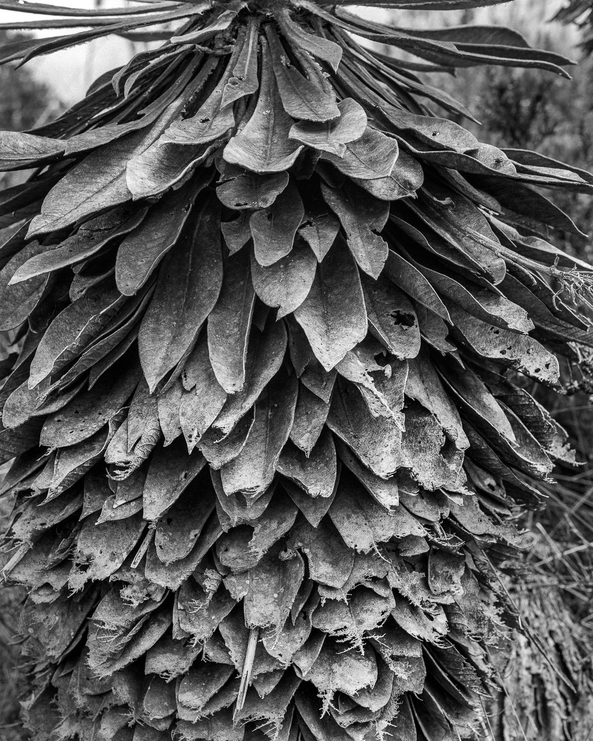 Miguel Winograd, Frailejón el Verjón, Pigment Prints Miguel Winograd, Frailejón el Verjón, Pigment Prints