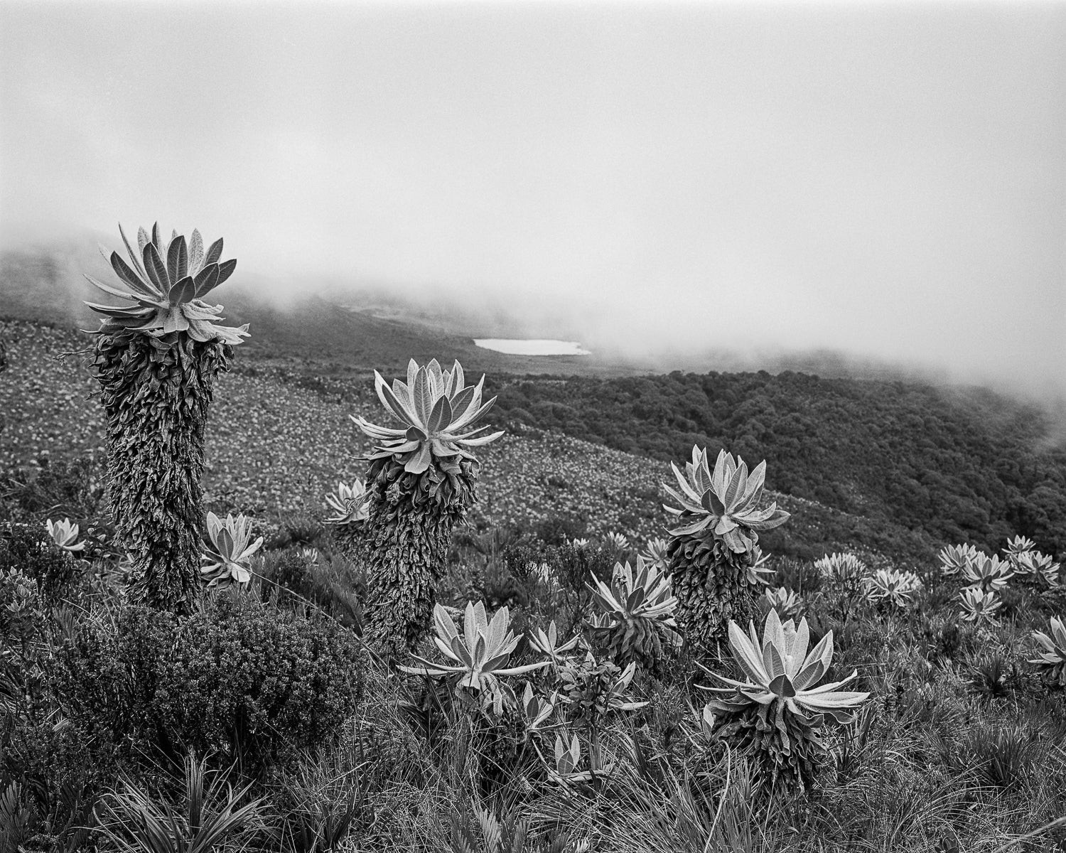 Miguel Winograd, Laguna de la Magdalena, Pigment Print Miguel Winograd, Laguna de la Magdalena, Pigment Print