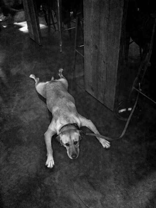 Greg Mascot, Bored Dog Greg Mascot, Bored Dog