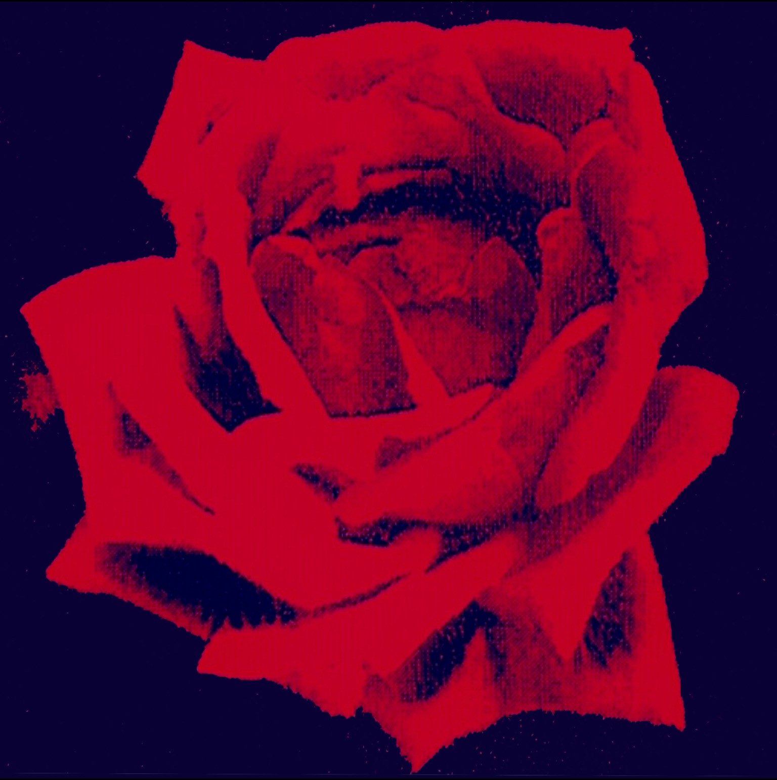 Neno Ramos, Red Rose Neno Ramos, Red Rose