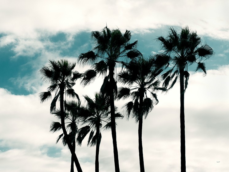 tumblr photography palm trees