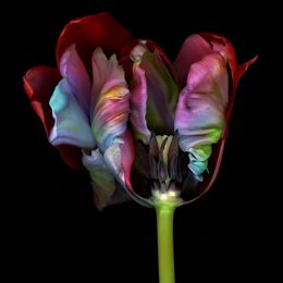 Fotografien, Ghost Flower, Allan Forsyth