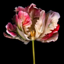 Fotografien, Wild Heart, Allan Forsyth