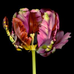 Fotografien, Flamenco, Allan Forsyth