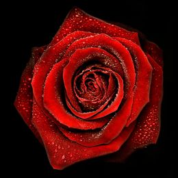Fotografien, Roses, Allan Forsyth