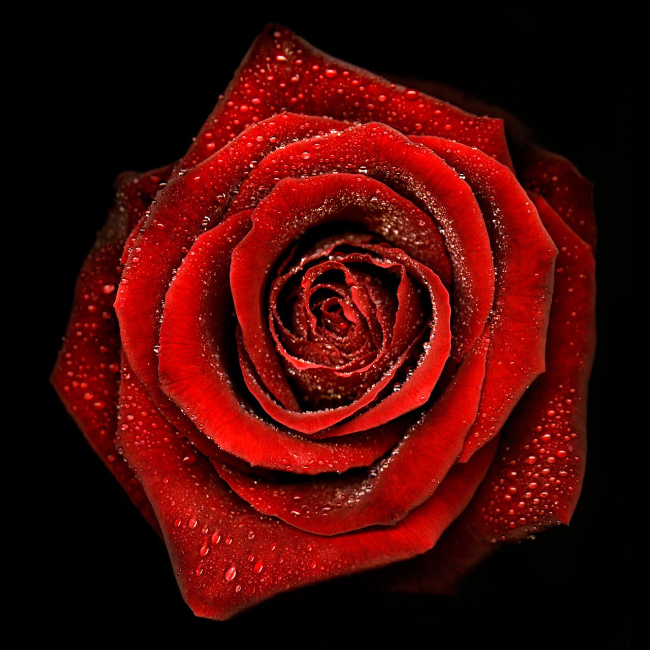 Allan Forsyth, Roses Allan Forsyth, Roses