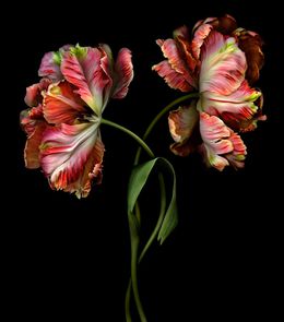 Fotografien, Troubadours I, Allan Forsyth