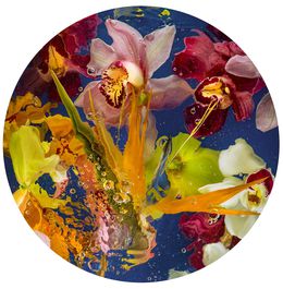 Fotografien, Aqua Flora III, Allan Forsyth