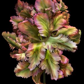 Photographie, Florda Odissey, Allan Forsyth