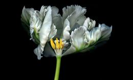 Fotografien, Flora Royal 2, Allan Forsyth