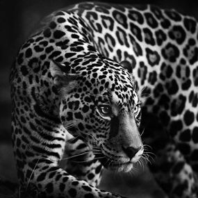 Photography, Olhar felino, Paulo Behar