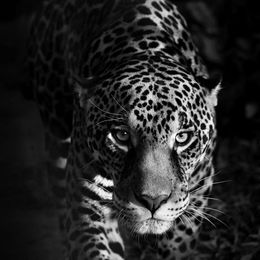 Photography, Olhar felino, Paulo Behar