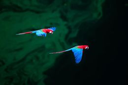 Photography, Vol magnifique II, Paulo Behar