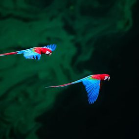 Photographie, Vol magnifique II, Paulo Behar