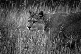 Photography, Campo do Puma, Paulo Behar