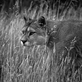 Photography, Campo do Puma, Paulo Behar