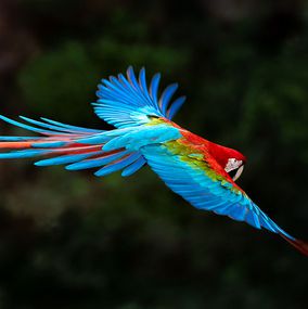 Photography, Vol magnifique I, Paulo Behar